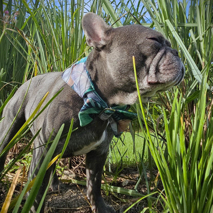 Rey de la Selva