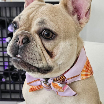Diva costera