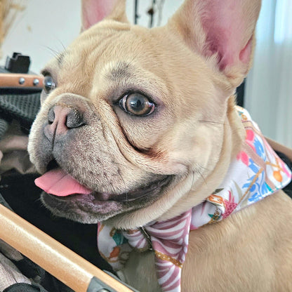 Diva costera