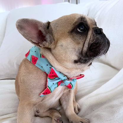 Flor de sandía