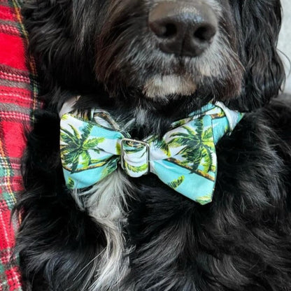 Sr. Boujee