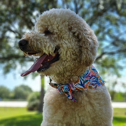 Señorita Fashionista