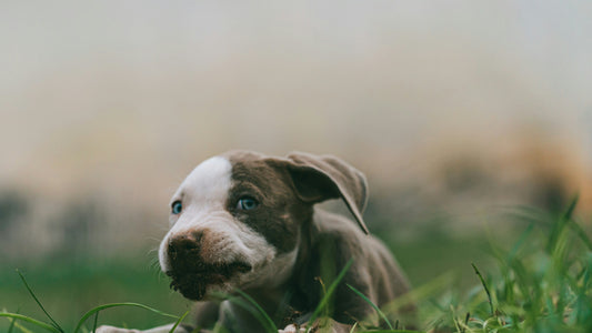 X-Small Puppy Fresh Meal Plan – 15 -to-16 Ready-to-Serve Meals (4 oz portions)