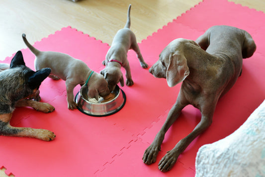 X-Large Puppy Fresh Meal Plan – 160–180 Power Meals (32+ oz portions)
